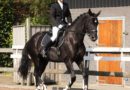 Regeln Dressurreiten